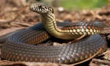 Snake Control
